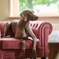 Beaphar Calming Pipetas Relajantes para perros Online