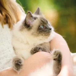 Beaphar Calming Pipetas Relajantes para gatos