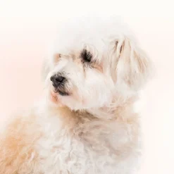 Beaphar Limpiador de Lagrimal para perros y gatos Discount