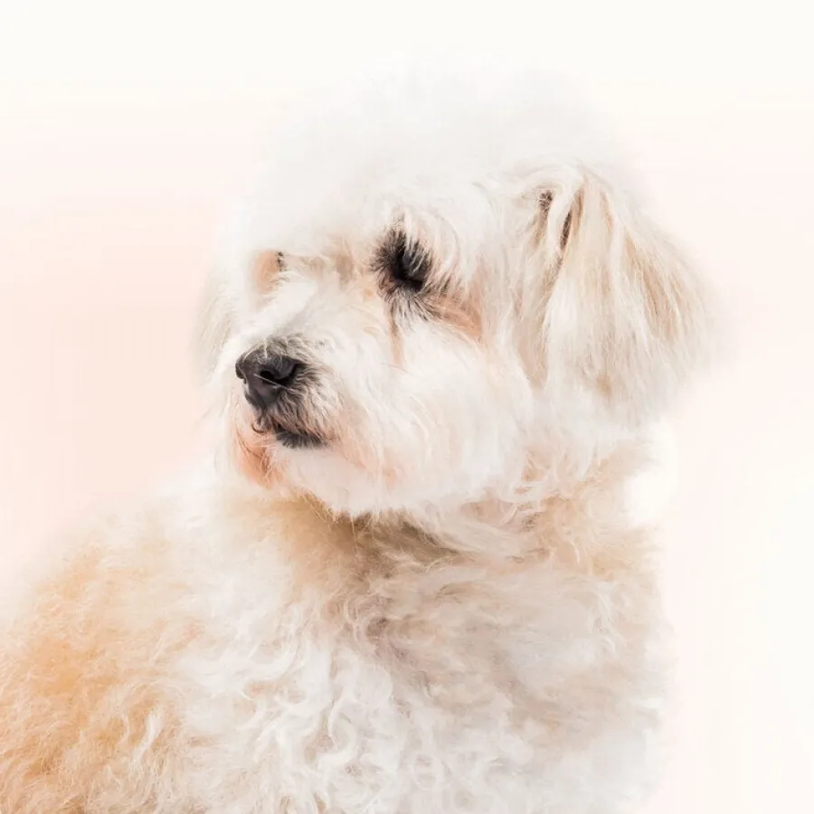 Beaphar Limpiador de Lagrimal para perros y gatos Discount