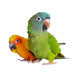 Beaphar Papick Spray Antipicoteo de plumas Discount