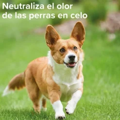 Beaphar Spray Anticelo para perros hembras