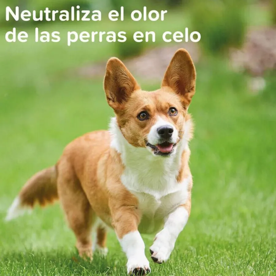Beaphar Spray Anticelo para perros hembras