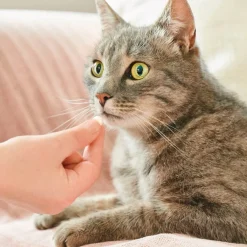 Beaphar VERMIpure Repelente Interno Natural en comprimidos para gatos y gatitos Outlet