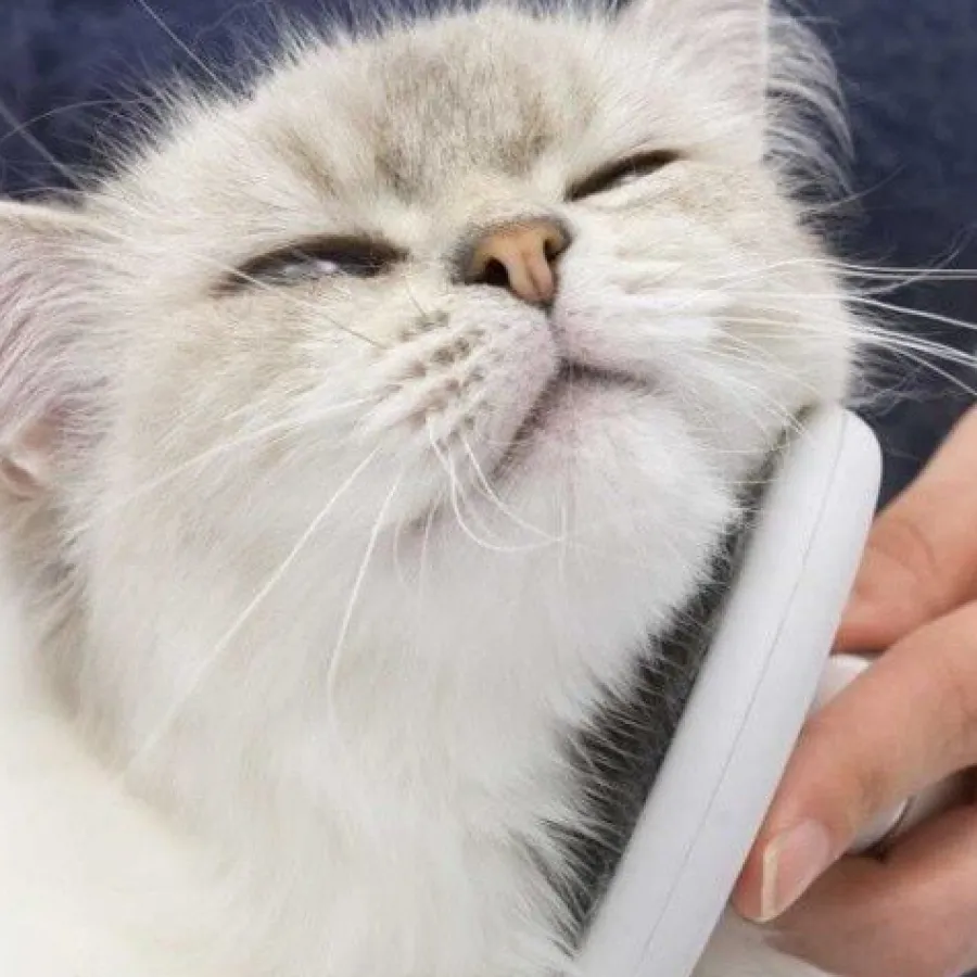 Catit Grooming Kit de belleza para gatos de pelo largo Best