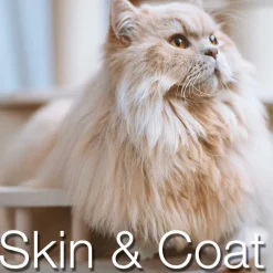 Catxtreme Adult Skin & Coat Sterilised Pollo pienso para gatos Discount