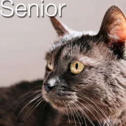 Catxtreme Senior Sterilised Pollo y Guisantes pienso para gatos New
