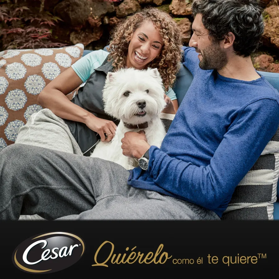 Cesar Carnes Mixtas Gelatina en Bolsita para Perros - Multipack New