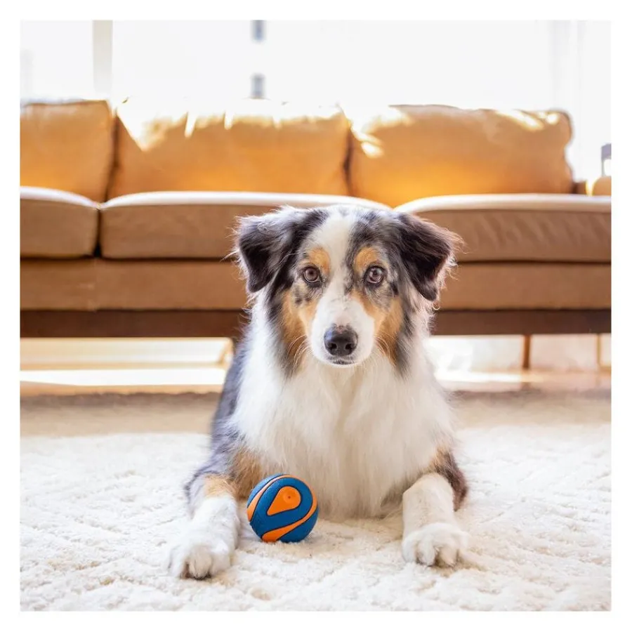 Chuckit! Ultra Squeaker Pelota con Sonido y Rebote para perros Clearance