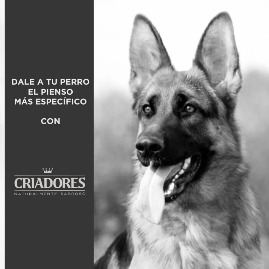 Criadores Adulto Cordero y Arroz pienso para perros de razas mediana y grande Best