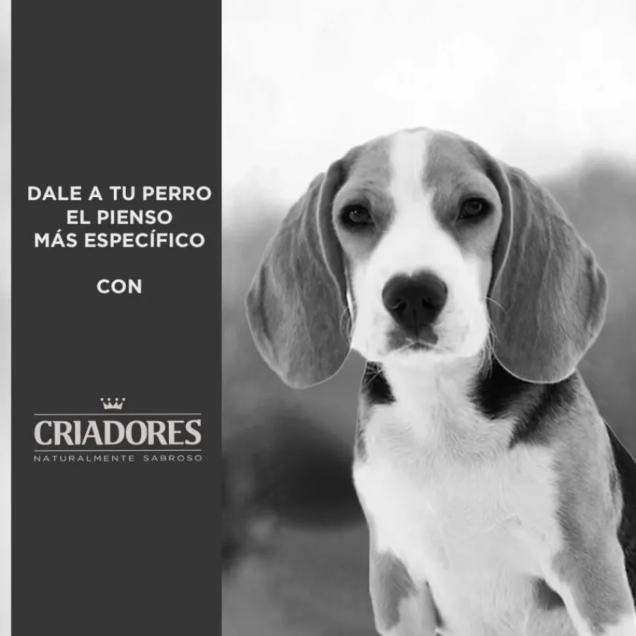 Criadores Dietetic Hipoalergénico Adulto pienso para perros Clearance