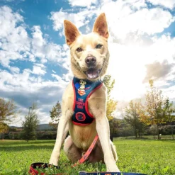 DC Comics Supermascotas Arnés Estampado para perros