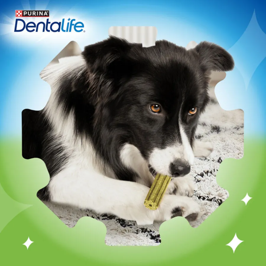 Dentalife Snacks Dentales Large ActivFresh para perros Online