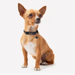 Disney Pride Collar para perros Online