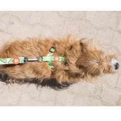 Dukier Arnés Clásico Estampado Aguacate para perros Outlet