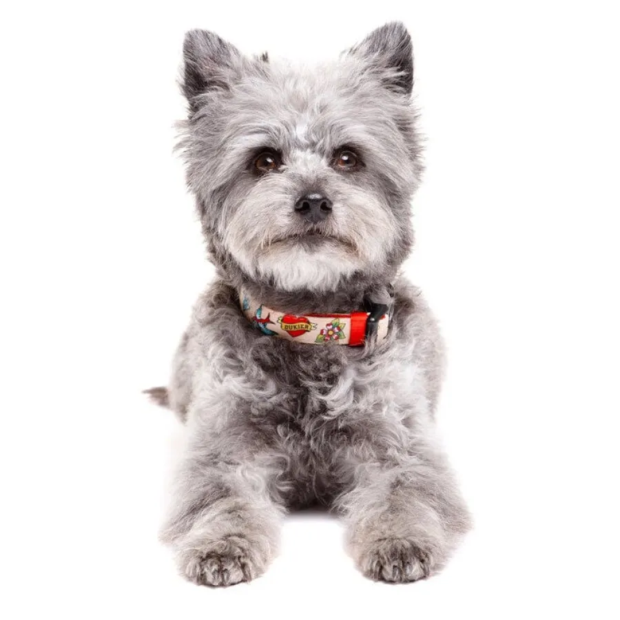 Dukier Collar Estampado Tattoo para perros Hot