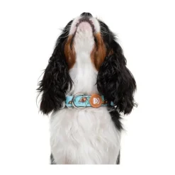 Dukier Collar Estampado Tortugas para perros Outlet