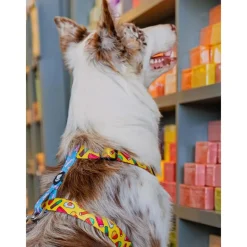 Dukier Sweets Arnés Clásico para perros Discount