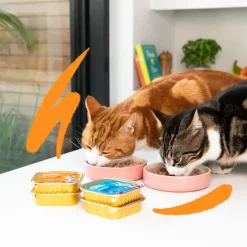 Edgard & Cooper Adult Salmón y Pollo en Paté tarrina para gatos Sale