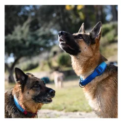 Freedog Cool Pro Tech Collar Refrescante Azul para perros New