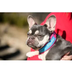 Freedog Cool Pro Tech Collar Refrescante Fucsia Deportivo para perros Best