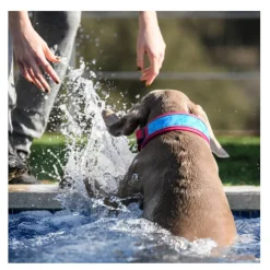 Freedog Cool Pro Tech Collar Refrescante Fucsia Deportivo para perros Best