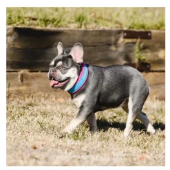 Freedog Cool Pro Tech Collar Refrescante Fucsia Deportivo para perros Best