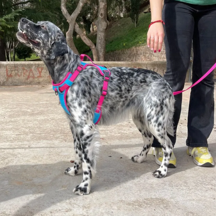 Freedog Cool Pro Tech Fucsia Arnés Refrescante Deportivo para perros Clearance