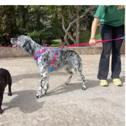 Freedog Cool Pro Tech Fucsia Arnés Refrescante Deportivo para perros Clearance