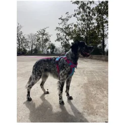 Freedog Cool Pro Tech Fucsia Arnés Refrescante Deportivo para perros Clearance