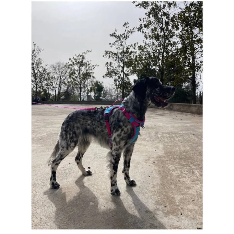 Freedog Cool Pro Tech Fucsia Arnés Refrescante Deportivo para perros Clearance