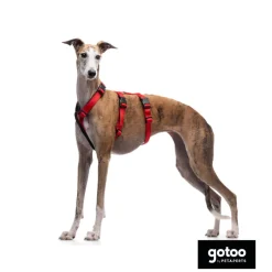 Gotoo Arnés antiescape rojo para perros Discount