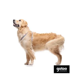 Gotoo Arnés rayas zig- zag para perros