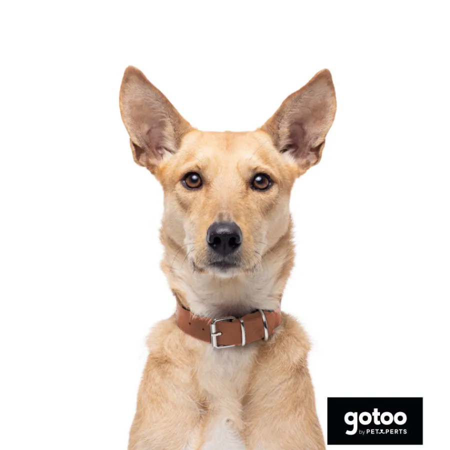 Gotoo Collar Biothane marrón para perros Sale