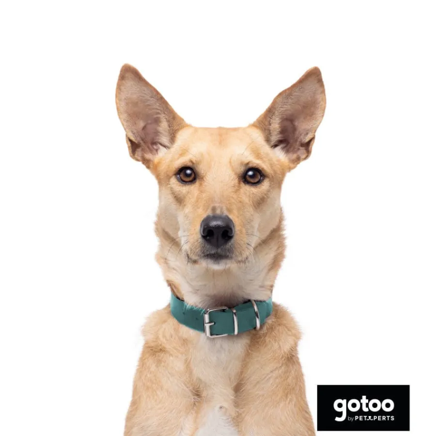 Gotoo Collar Biothane verde para perros Online
