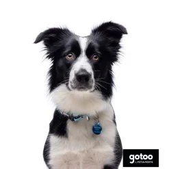 Gotoo collar de malla transpirable turquesa para perros Outlet