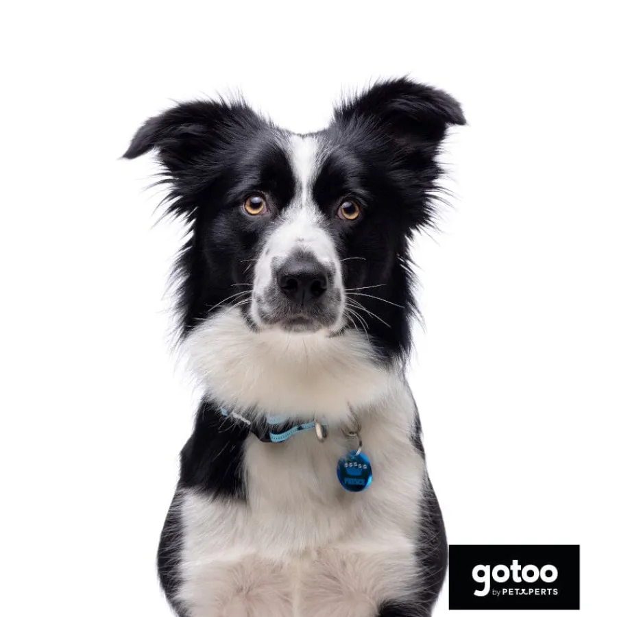 Gotoo collar de malla transpirable turquesa para perros Outlet