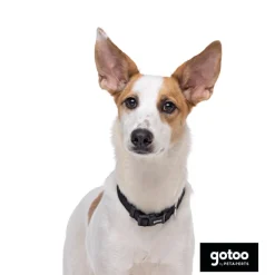 Gotoo Collar de nylon negro para perros Discount