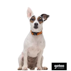 Gotoo Collar de nylon reflectante naranja para perros Online