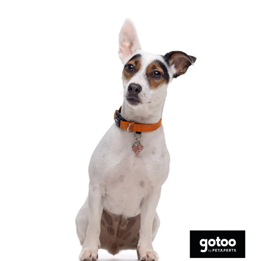 Gotoo Collar de nylon reflectante naranja para perros Online