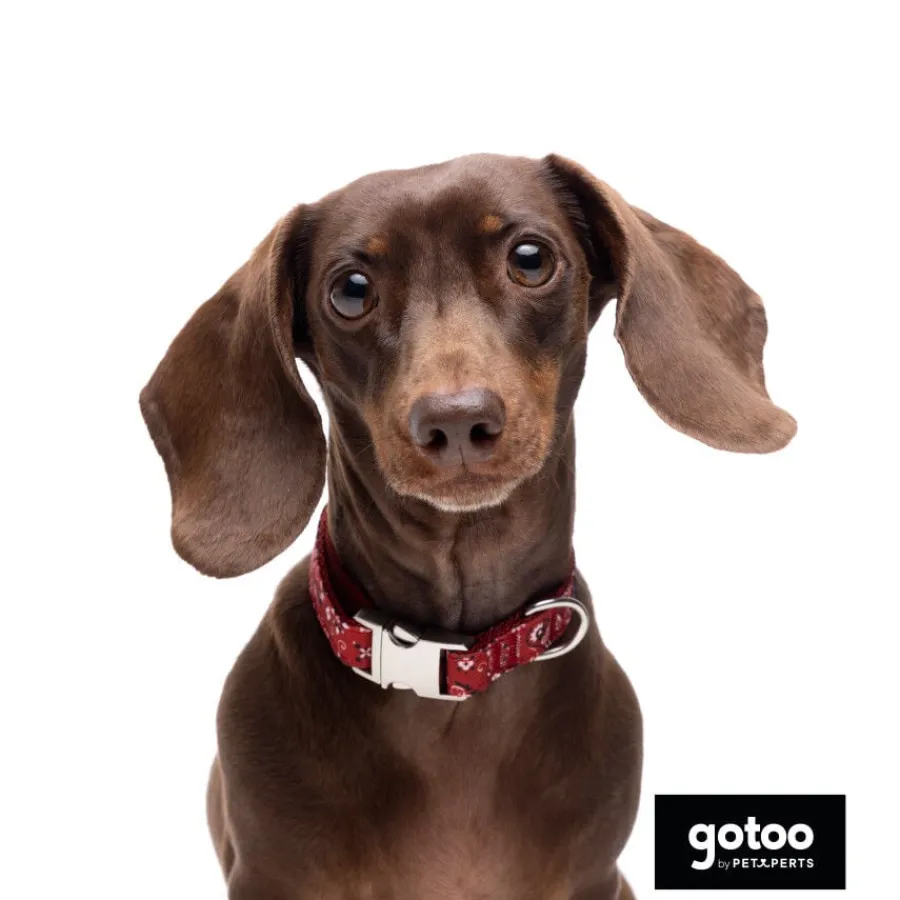 Gotoo Collar estampado cachemira rojo para perros Outlet