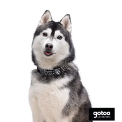 Gotoo Collar estampado zebra para perros Outlet