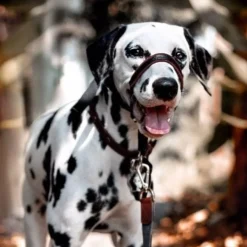 Company Of Animals Halti Optifit collar antitirones negro para perros Clearance