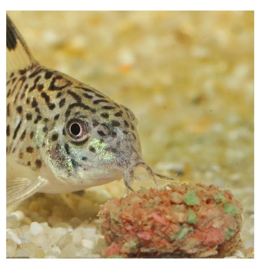 JBL Novotab Pastillas para peces Sale