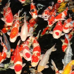JBL ProPond Flakes alimento para peces Hot
