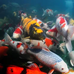 JBL ProPond Flakes alimento para peces Hot