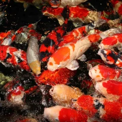 JBL ProPond Flakes alimento para peces Hot