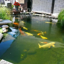 JBL ProPond Flakes alimento para peces Hot