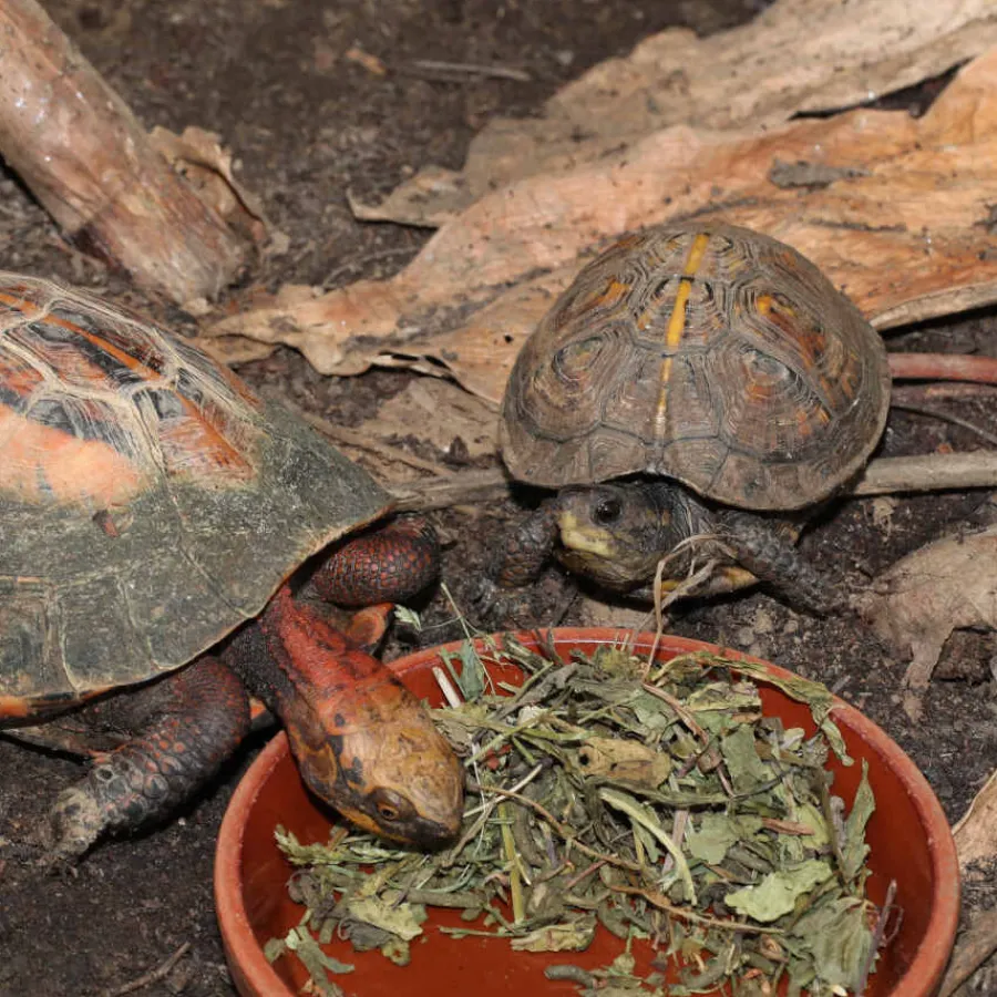 JBL Proterra Herbil alimento para tortugas Clearance