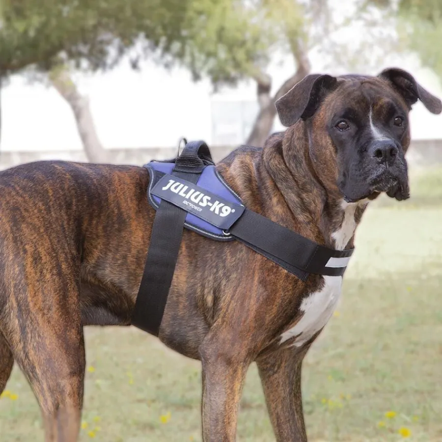 Julius-K9 Julius K-9 IDC Arnés Azul para perros Discount